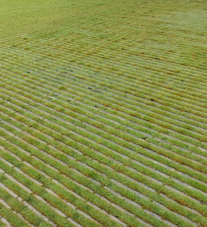 Grass paver design